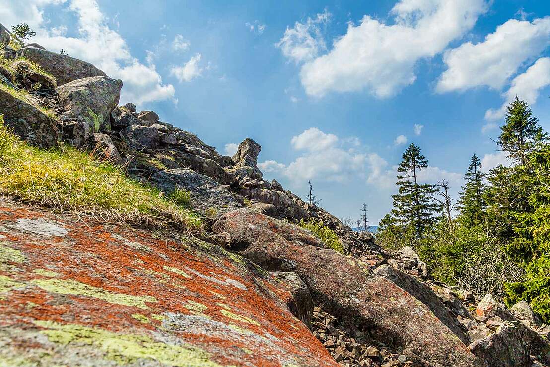 Flechten und Moose auf dem Gestein an der Achtermannshöhe