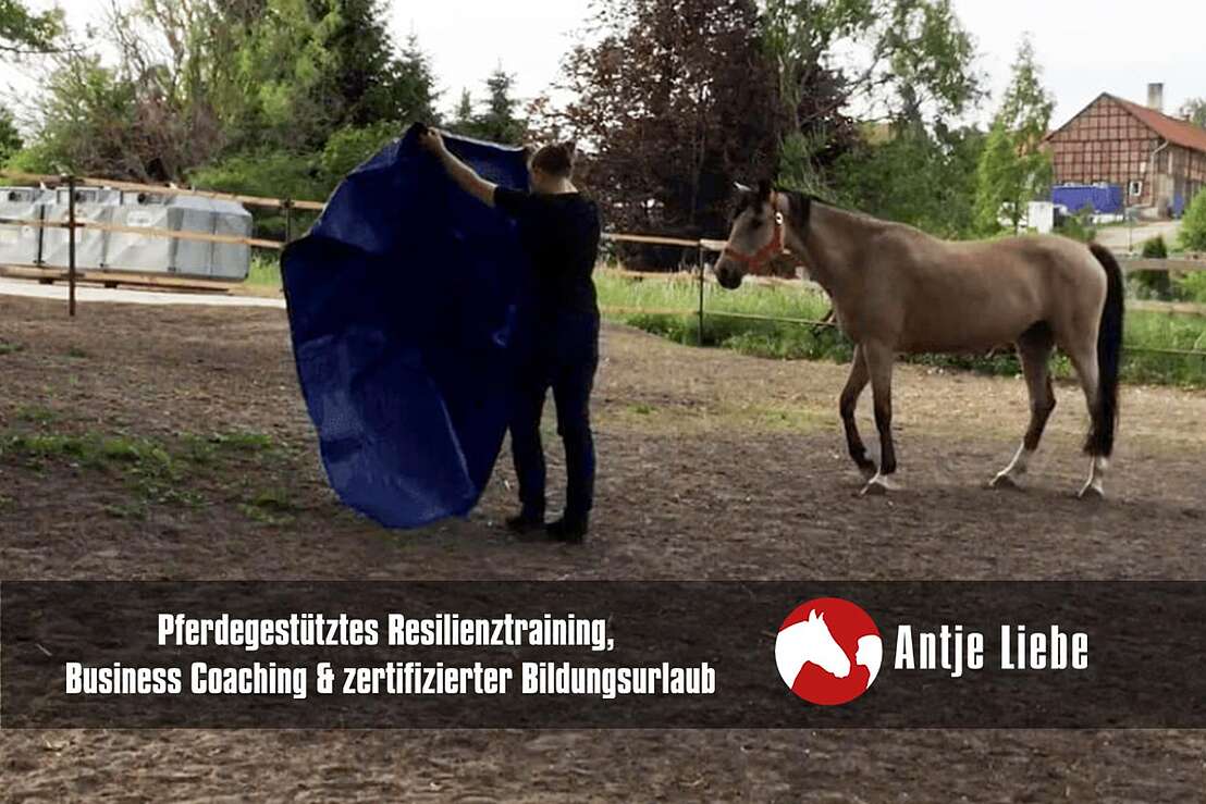 pferdegestütztes Resilienztraining