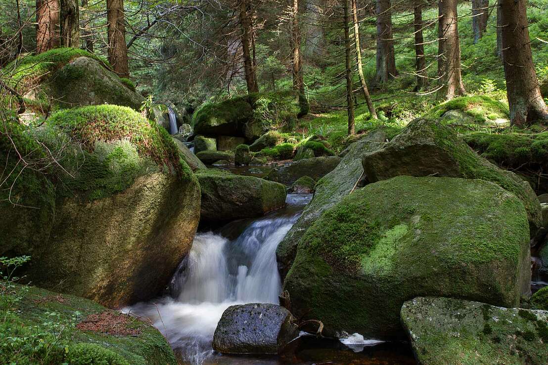 Schwarzes Schluftwasser im Harz