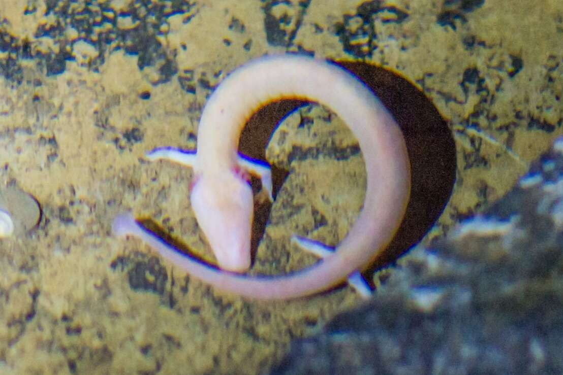 Die Hermannshöhle beheimatet die einzigen Grottenolme Deutschlands.