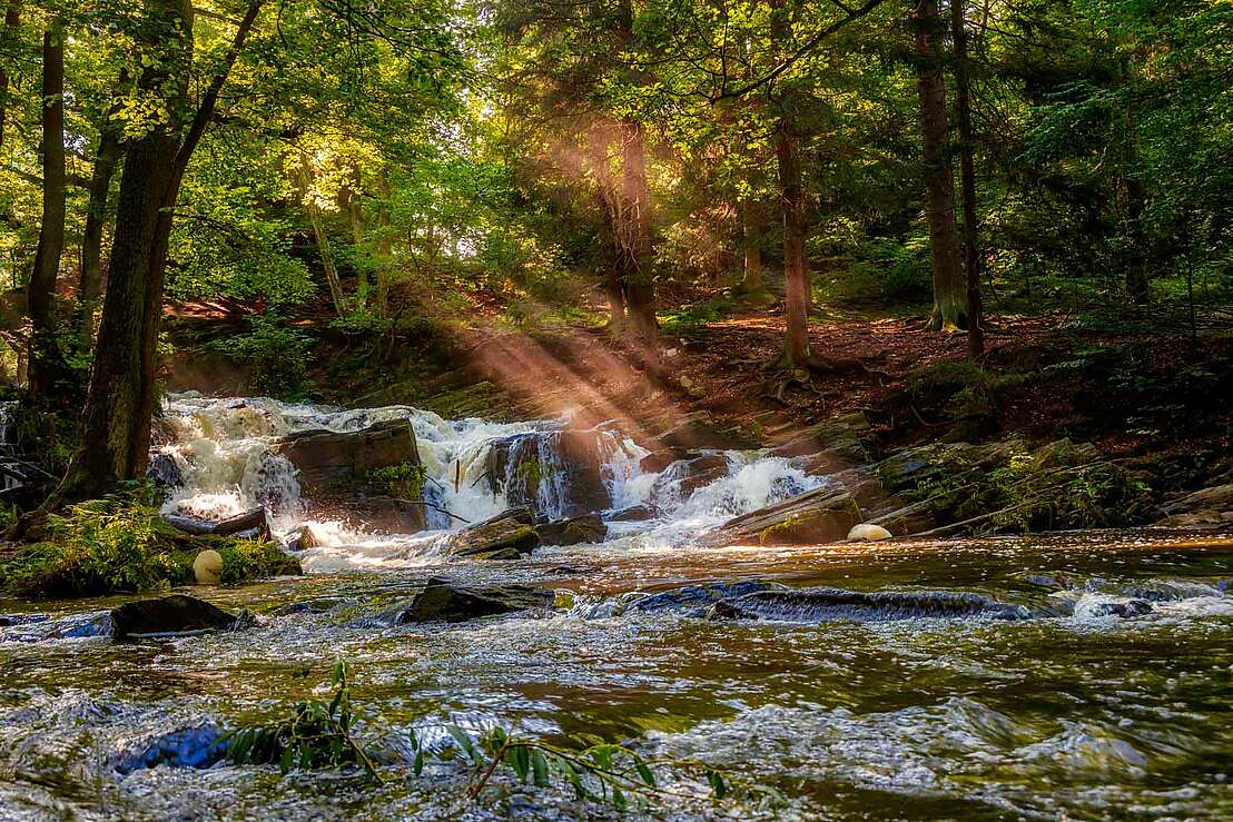 Lichtspiel im Selketal
