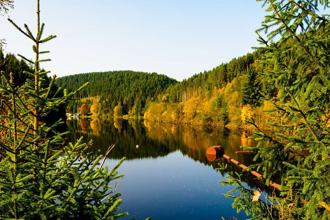 Okertalsperre Bäume