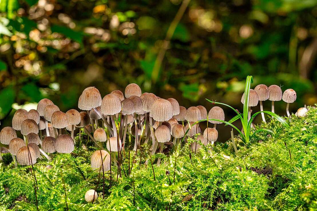 Weltwald - auch im Detail faszinierend