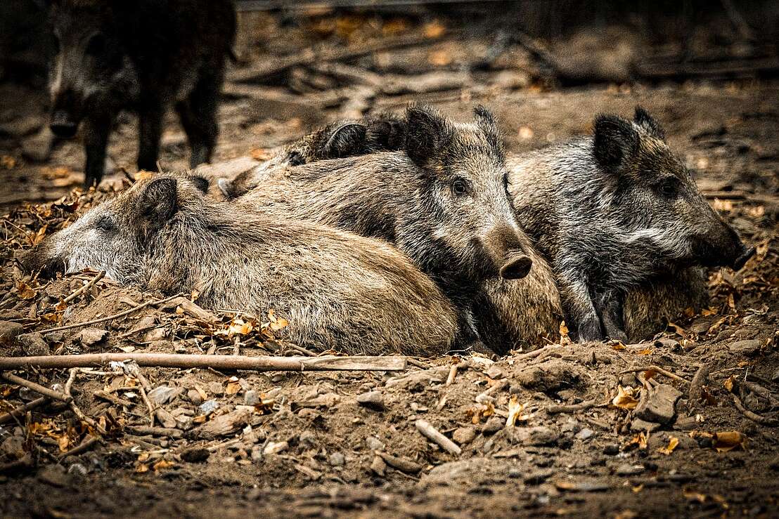 Wildschweine Wildschweine