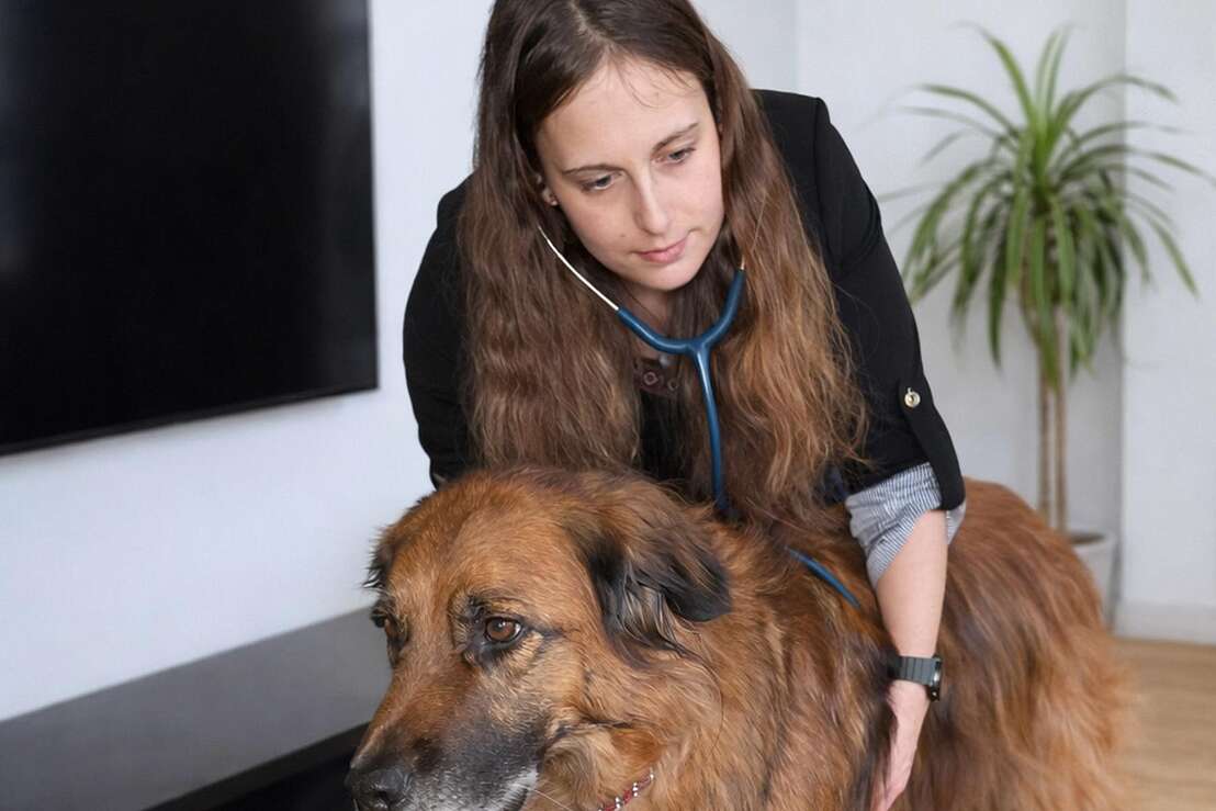 Untersuchung beim Hund Untersuchung beim Hund