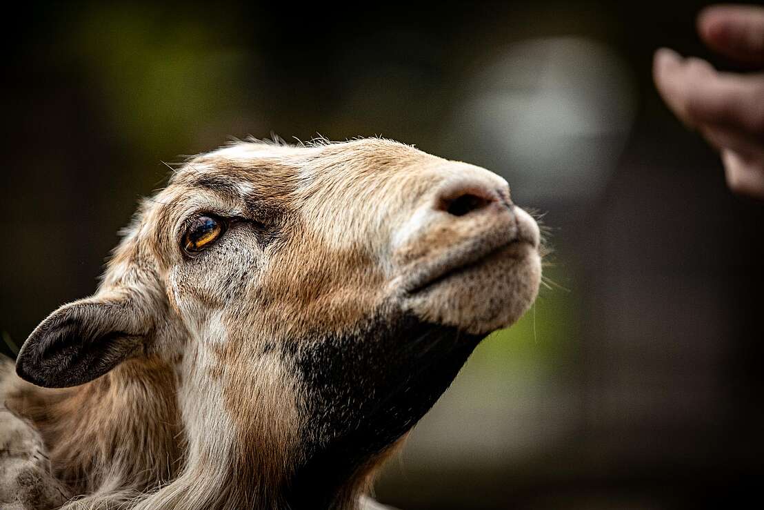 Ziege Ziege