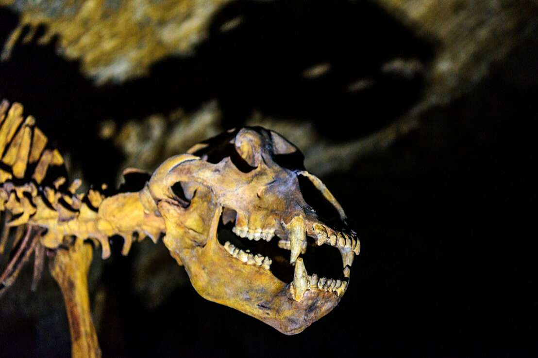 Ein Highlight beim Gang durch die Baumannshöhle: Das Skelett eines Höhlenbären.
