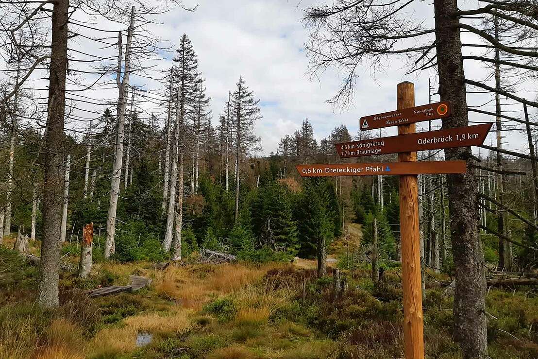 Abzweigung - © Bianca / komoot