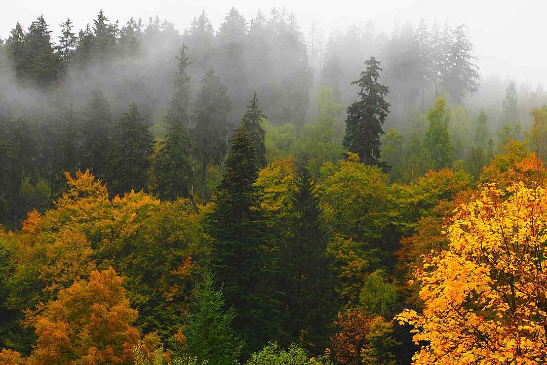 Weltwald bei Bad Grund