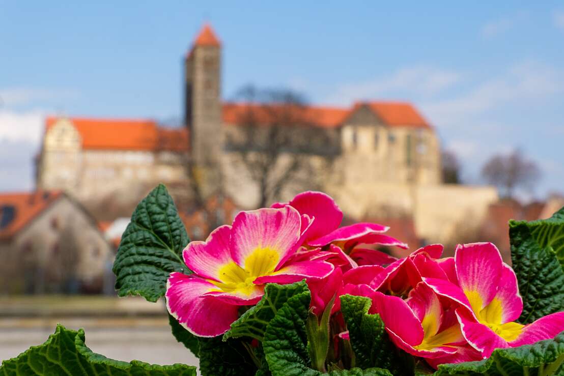 Frühlingserwachen am Schloss