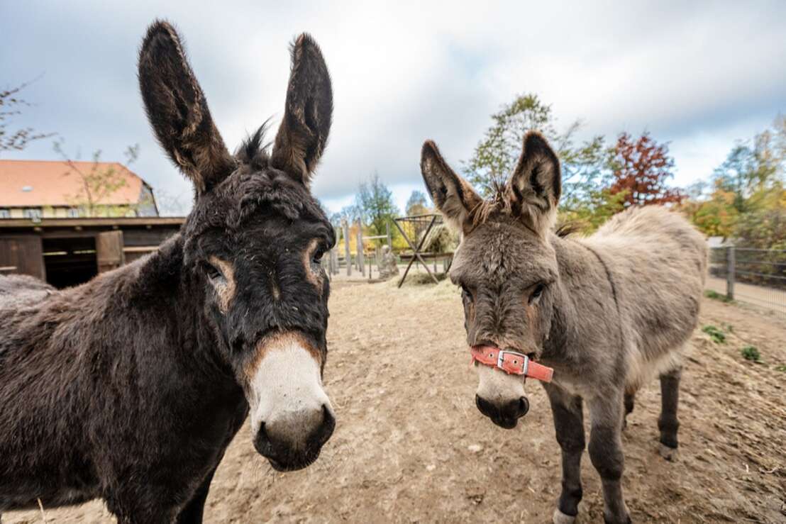 Das Haustiergehege ist sehr beliebt