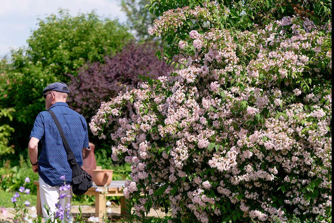 Blütenfülle im Park