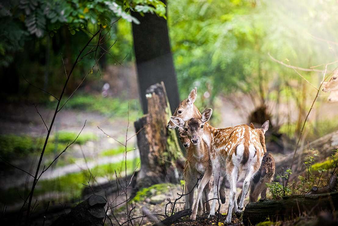 Rehe Rehe