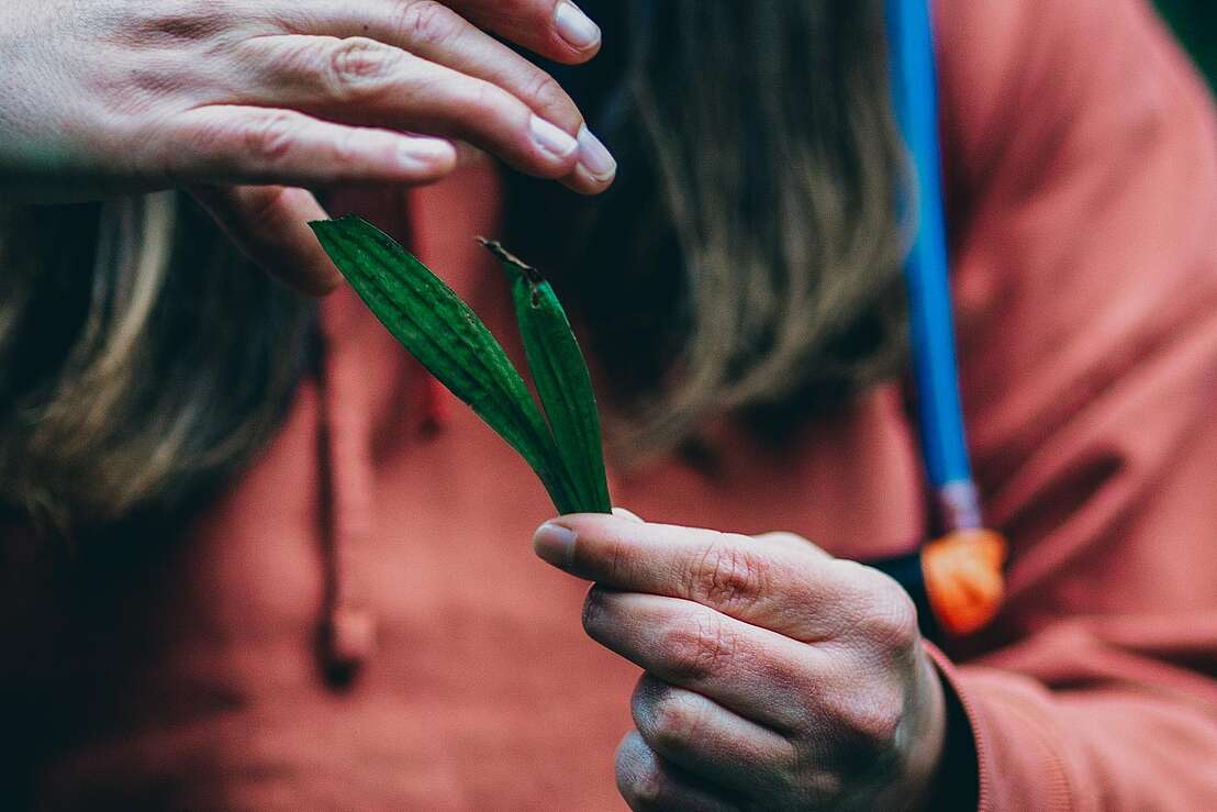 Wildkräuterwissen vermitteln Wildkräuterwissen vermitteln