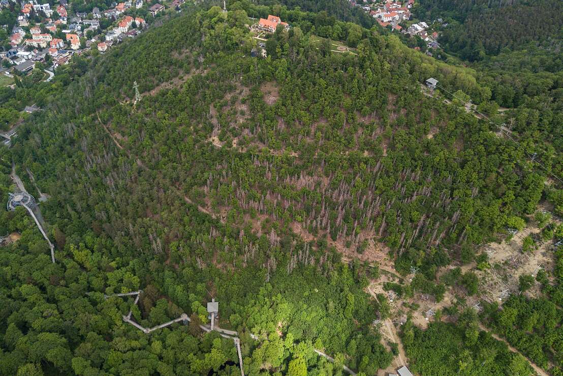 Draufsicht BaumSchwebeBahn und Baumwipfelpfad, Fotoweberei