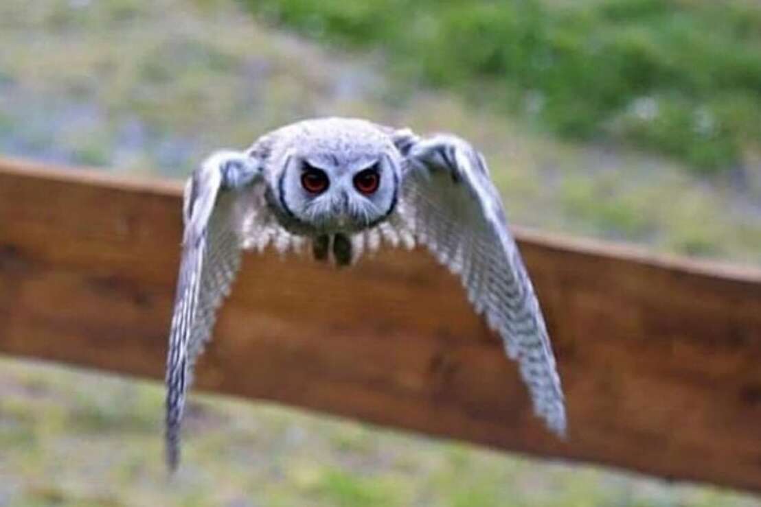 Harzfalkenhof Bad Sachsa