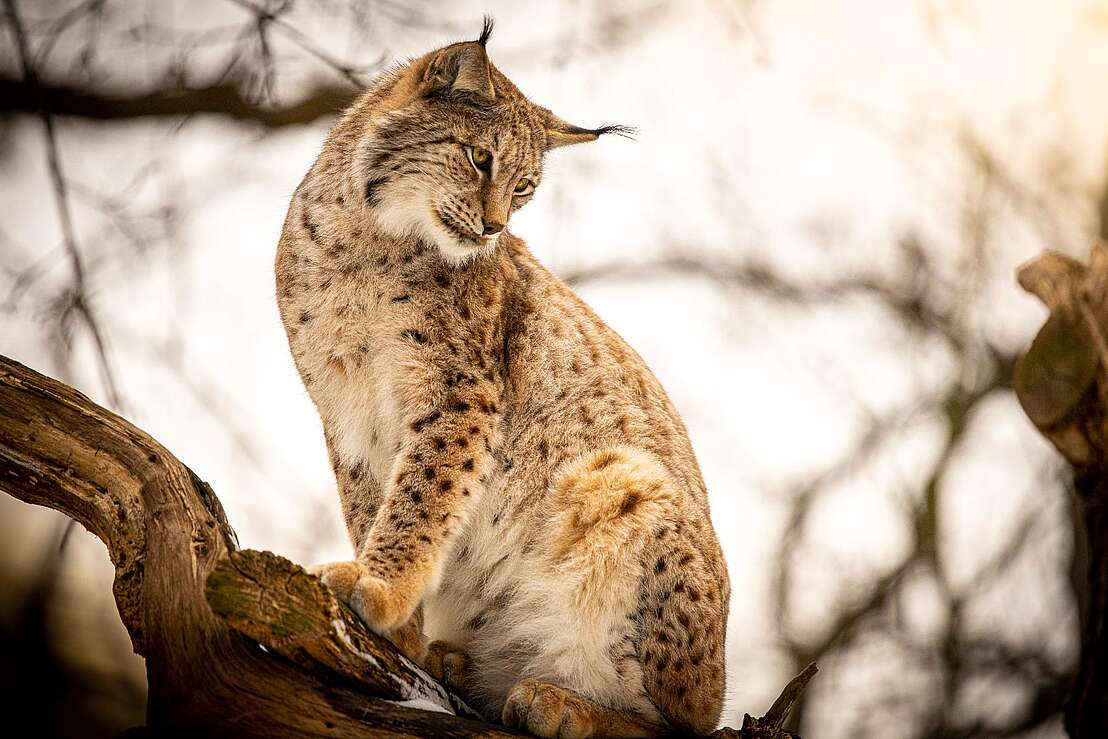 Luchs Luchs