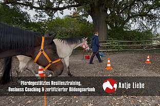 pferdegestütztes Coaching pferdegestütztes Coaching
