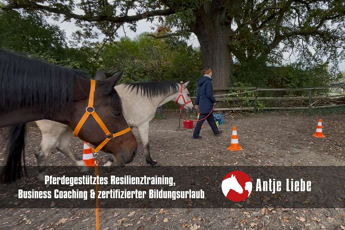 pferdegestütztes Coaching