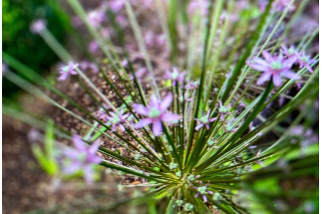 Lila blume Lila blume