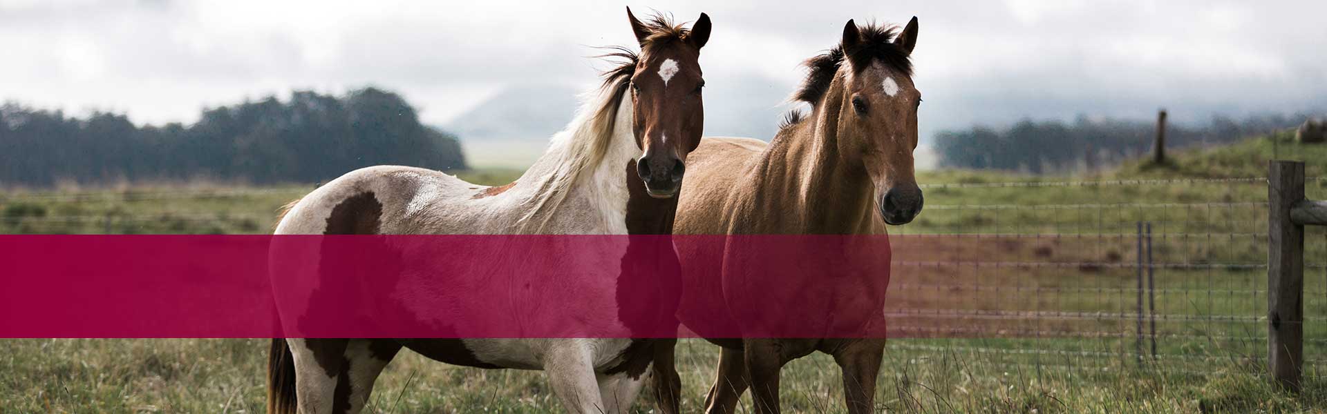 Kategorie Dienstleistungen Tiere - Zwei Pferde auf einer Weide