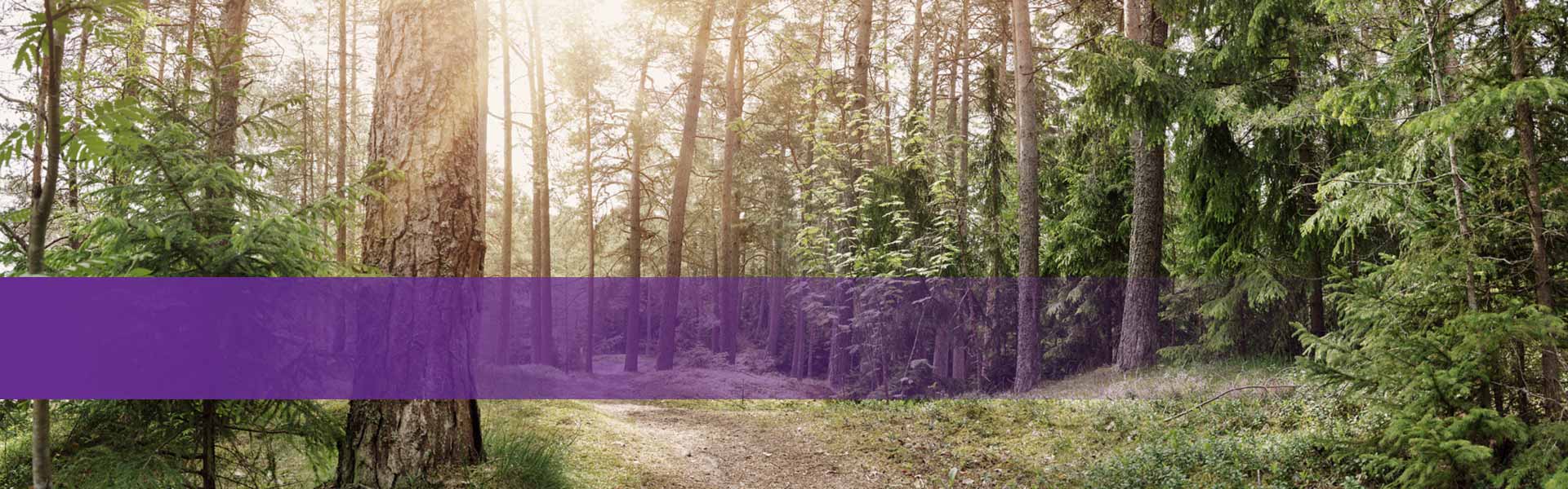 Kategorie Erkunden Harzer Wandernadel - Sonnenlicht fällt auf einen Waldweg