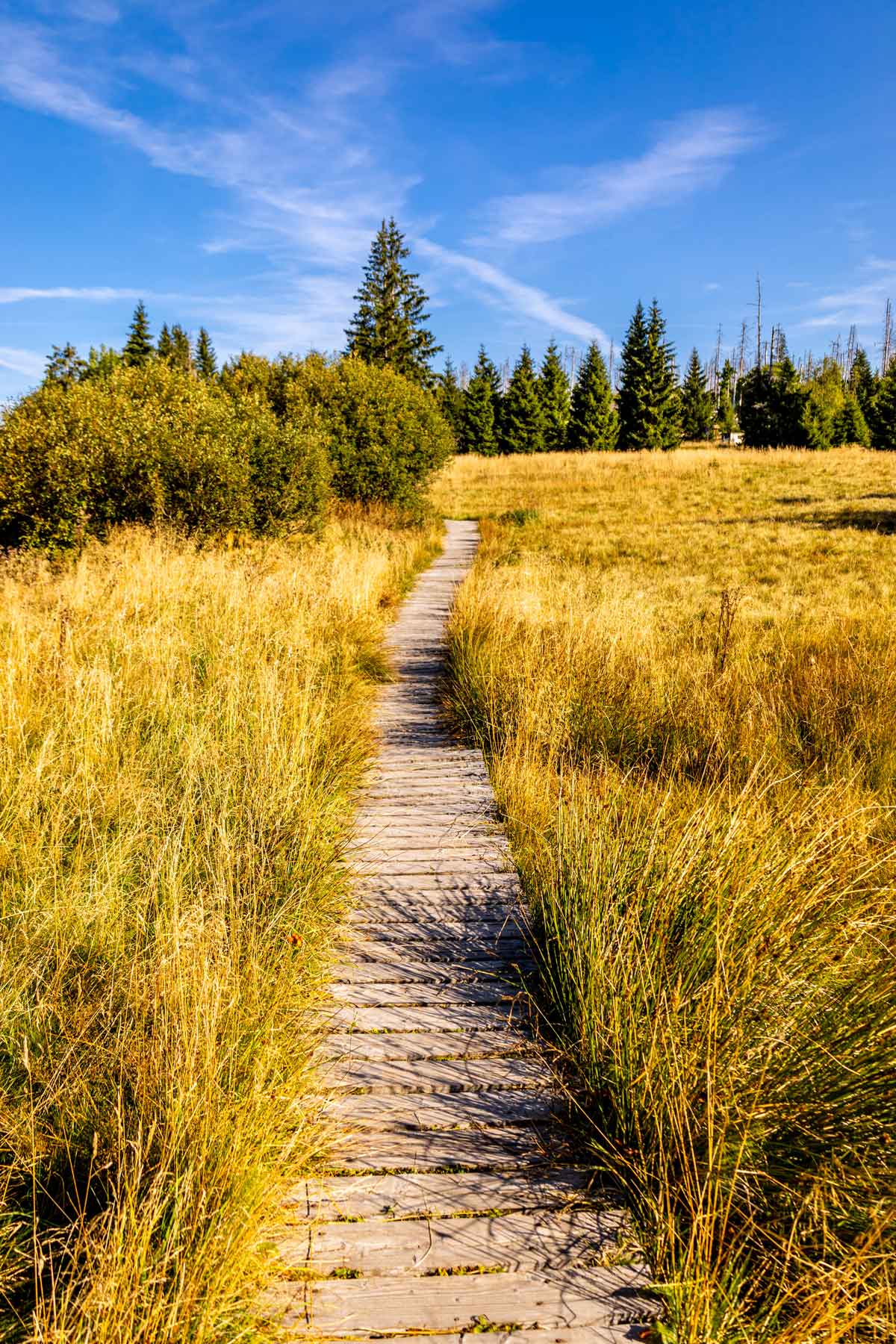 Wanderpfad im Nationalpark Harz